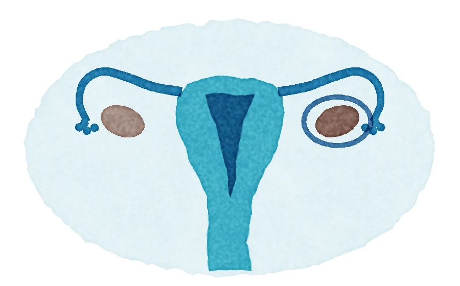 Watercolour diagram of the uterus, fallopian tubes and ovaries, with one ovary circled